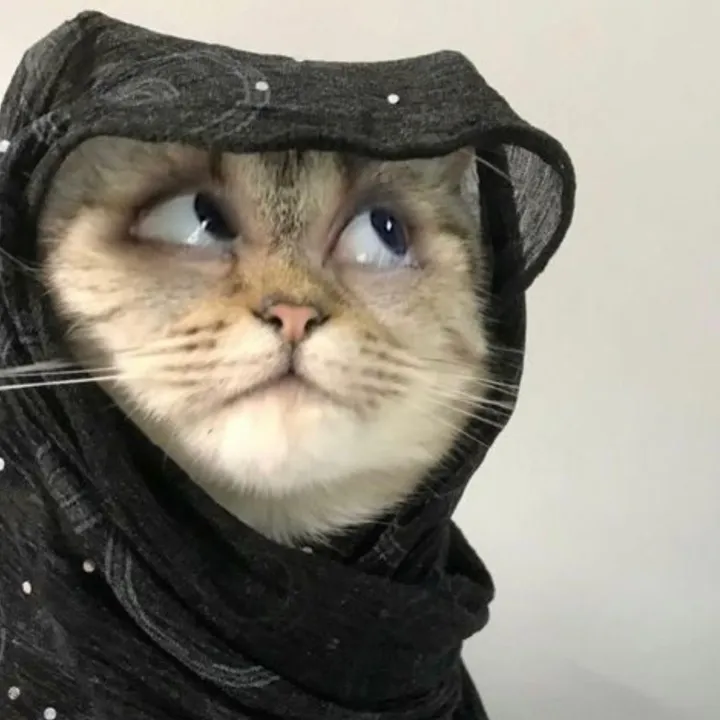 @786shereengull