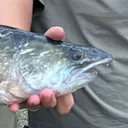 @viennadsfishing