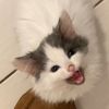 ferociousrengar