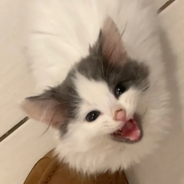 ferociousrengar