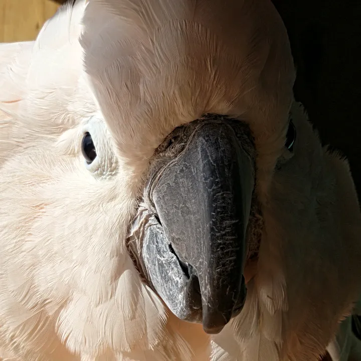 angeleyeddan
