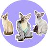 modernsiamese