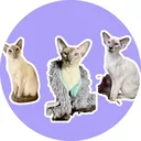 @modernsiamese