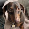 sebbythesausage