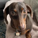 @sebbythesausage