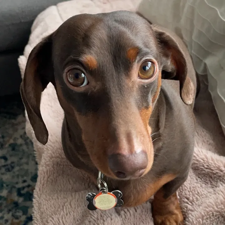 sebbythesausage