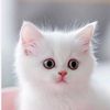 fantastic7544