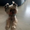 @riki_animzon