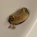 @originalsinkfrog