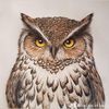 leauge.of.owls