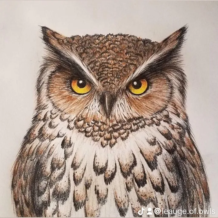 @leauge.of.owls