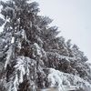the_woodsman_pov
