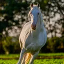 @sunrisefarm1
