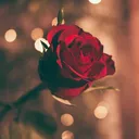 @gumnaam_shayer