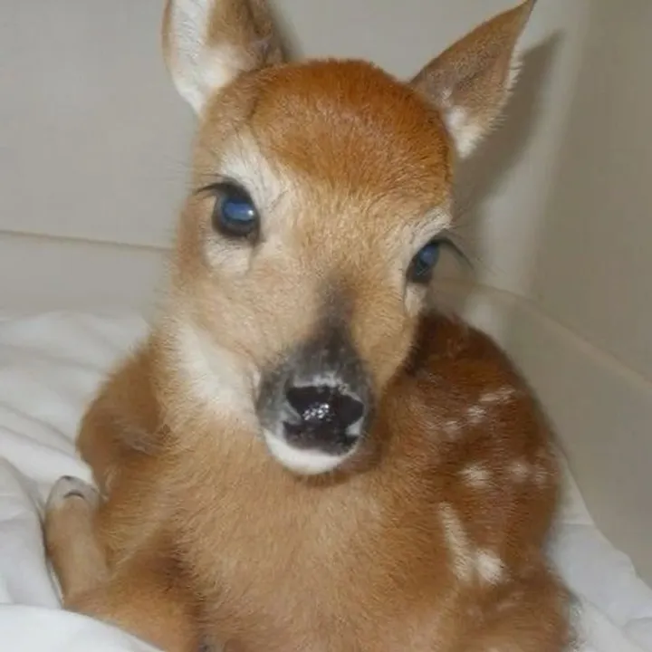 @niveeniemeow