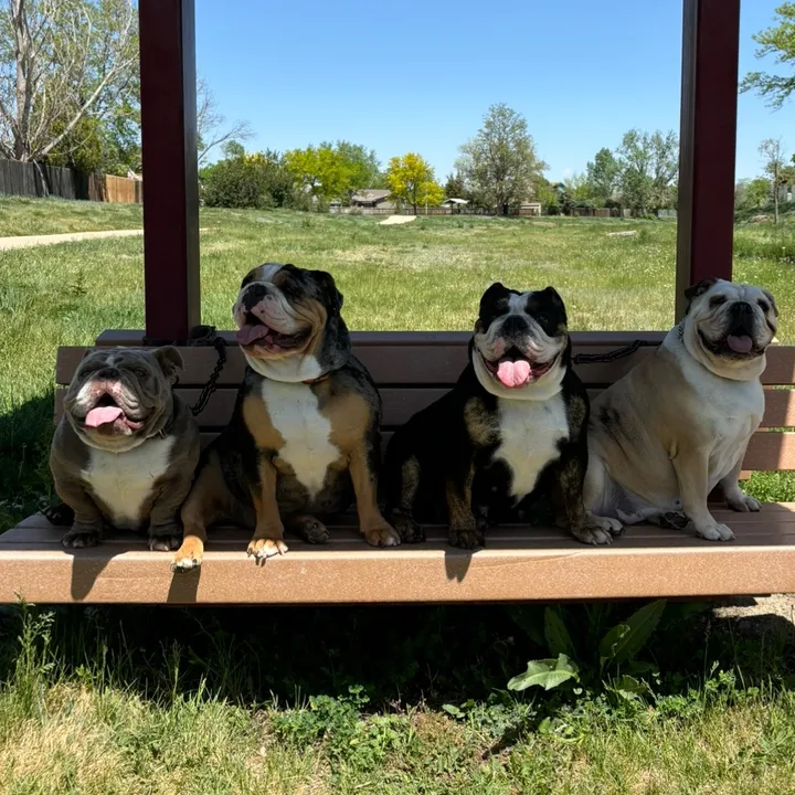 1of1bulldogz