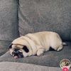 pugszys