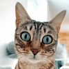 rickithebengal