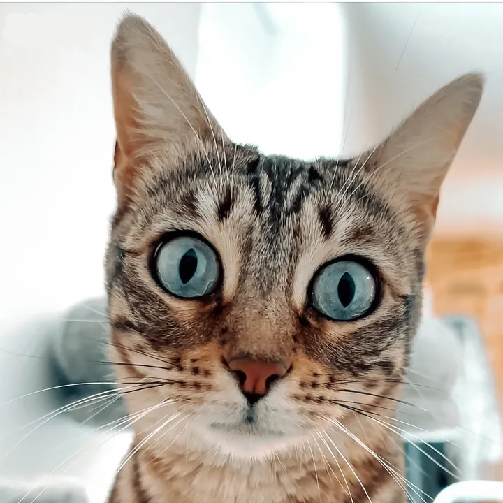 rickithebengal