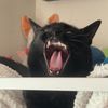 m0n0t0ne_catb0y