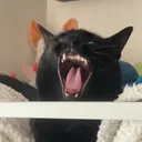 @m0n0t0ne_catb0y