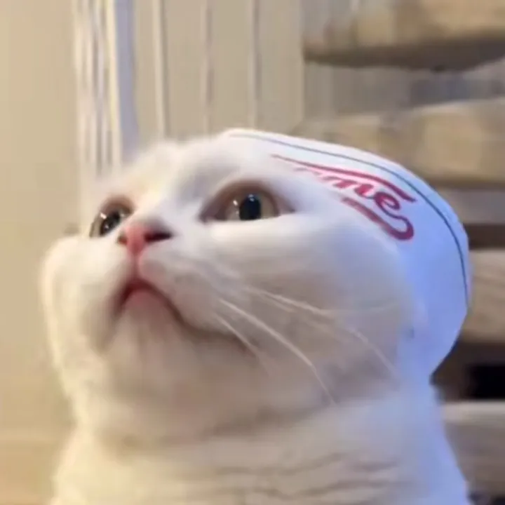 hahakitties