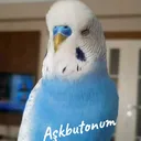 @askbutonum