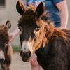 afatbottomfarm