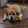 hesmyrescue