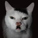 @thegermancat3