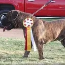 @dkboerboels