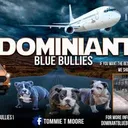 @dominantbluebullies