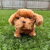 funwithpuppy0