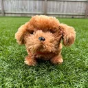 @funwithpuppy0
