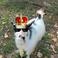 crisbycritters