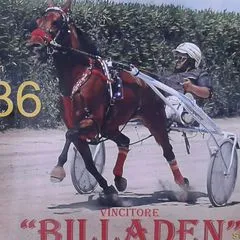 @vincenzoveneroso7