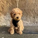 @_goku_dog_