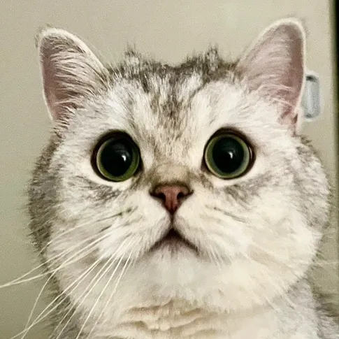 diaryofollie