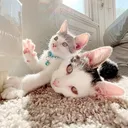 @thecommmonkitties