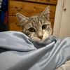 bella.gatti