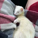 @the.foot.klan