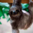 @slothmusiclibrary