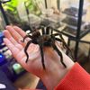 thespiderroom