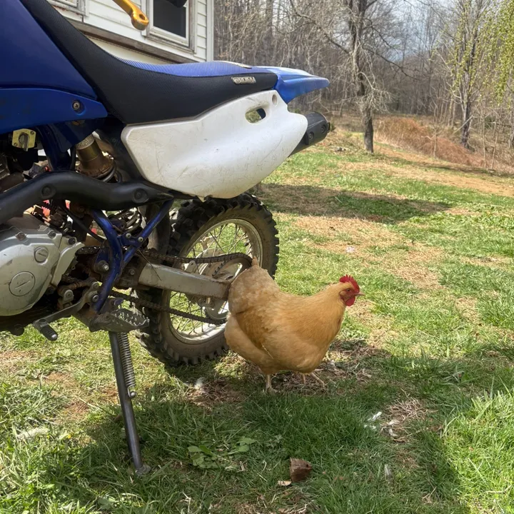 @clapped_yamaha1