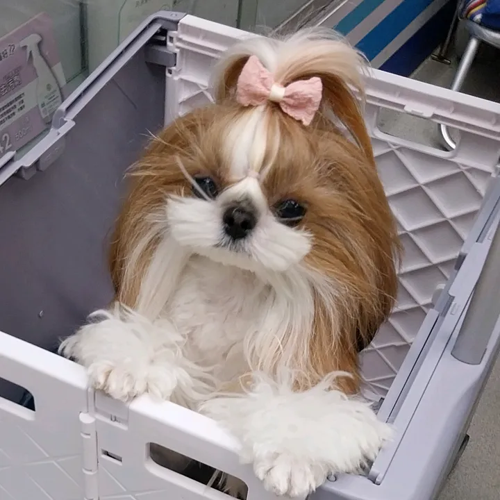 dddesywe