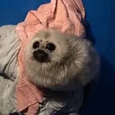 @gloomyonionboy