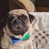 opug.frank