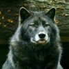 wolfcrazy45
