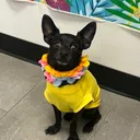 @jotarowoofs