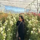 @maphirose20